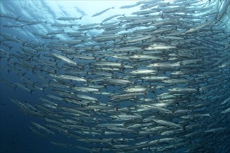 Great Swarm of Blackfin barracudas (Sphyraena qenie)