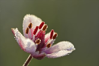 Flowering Rush (Butomus umbellatus)