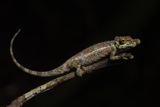 Chameleon (Calumma fallax)