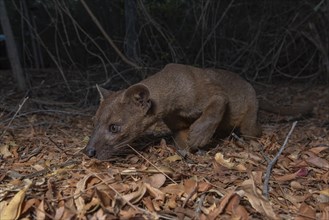 Fossa (Cryptoprocta ferox) in the dry forests of West-Madagascar