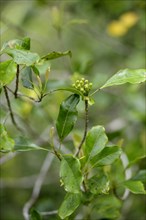 Cloves (Syzygium aromaticum)