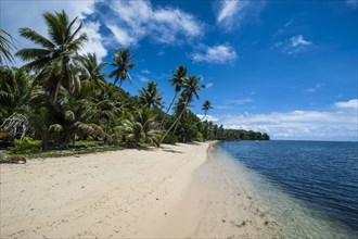 White sand beach and palm trees