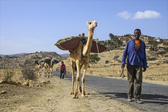Camel caravan along the road from Asmarra to Qohaio