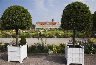 Trimmed deciduous trees in box planters in the grounds of Schloss Weikersheim Palace