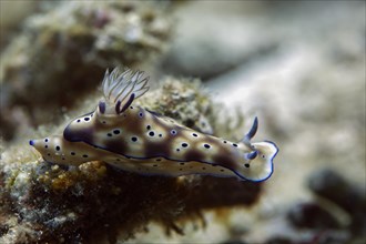 Leopard Nudibranch (Risbecia tryoni)