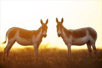 Two Onagers or Asiatic wild asses (Equus hemionus)