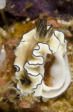 Black-margined Nudibranch (Doriprismatica atromarginata) laying white egg ribbon