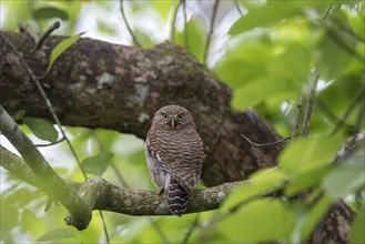 Asian barred owlet (Glaucidium cuculoides) perched on branch