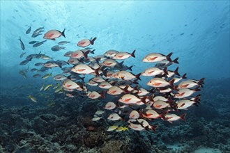Shoal of Humpback Red Snappers (Lutjanus gibbus) over a coral reef