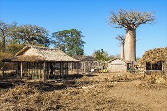 Baobab tree (Adansonia grandidieri) and traditional thatched houses