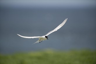 Sandwich Tern (Thalasseus sandvicensis) in flight