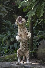 White Bengal Tiger (Panthera tigris tigris) standing on its hindlegs