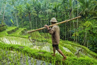 Farmer working in the rice terraces