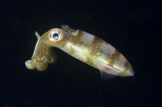 Bigfin Reef Squid (Sepioteuthis lessoniana)