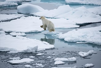 Polar bear (Ursus maritimus) jumps from ice floe to ice floe