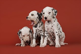 Three Dalmatian puppies