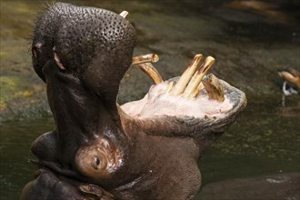 Hippopotamus (Hippopotamus amphibius) with an open jaw