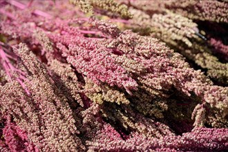 Quinoa plants (Chenopodium quinoa) laid out to dry
