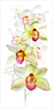 Orchid (Phalaenopsis) white-yellow