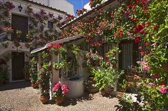 Flower-bedecked inner courtyard during the Fiesta de los Patios