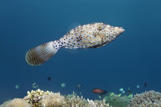 Scrawled Filefish (Aluterus scriptus) over coral reef