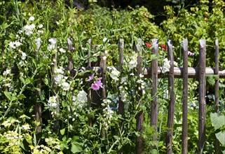 Overgrown wooden fence of a cottage garden