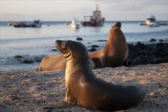 Galapagos sea lions (Zalophus wollebaeki) at the port of San Cristobal