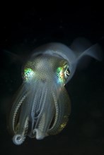 Bigfin Reef Squid (Sepioteuthis lessoniana)