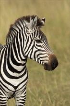 Grant's Zebra (Equus quagga boehmi)