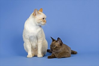 Two pedigree Burmese cats