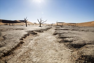 Parched earth and dead trees