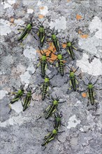 Green African locusts (Phymateus leprosus) on a lichen-covered rock