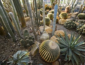 Various cacti in the botanical garden of Geneva