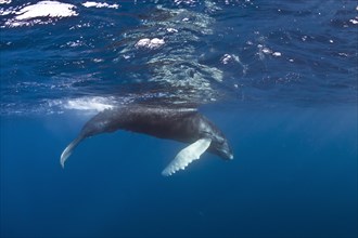 Humpback Whale (Megaptera novaeangliae)