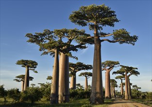 Baobaballee (Adansonia grandidieri) near Morondava