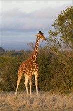 Reticulated Giraffe (Giraffa camelopardalis reticulata) adult