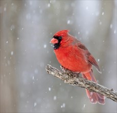 Northern cardinal (Cardinalis cardinalis) male on branch under snowfall