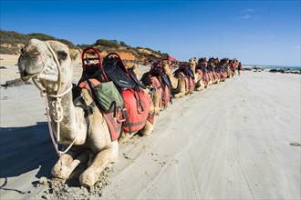Camels prepared for tourists on Cable Beach