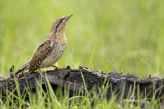 Wryneck (Jynx torquilla) foraging for ants