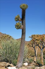Halfmens plant (Pachypodium namaquanum) and Quiver Trees (Aloe dichotoma)