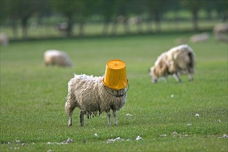 Domestic Sheep (Ovis aries)