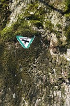 Natural monument sign on a Lime (Tilia) in Gruenwald near Munich