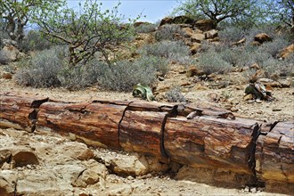 Petrified tree trunk about 260 million years old and Welwitschia (Welwitschia mirabilis)
