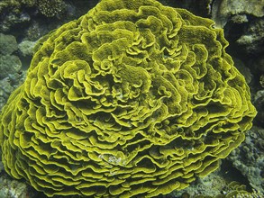 Green Scroll Coral (Turbinaria reniformis)