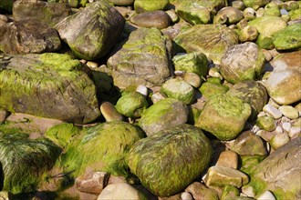 Algae and rocks