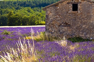 Old stone hut in a blooming field of Lavender (Lavandula angustifolia)