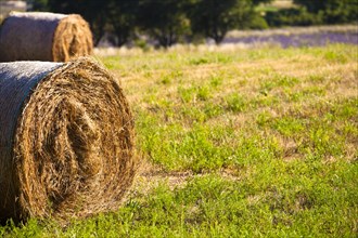 Bales of straw in field near Sault