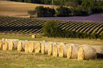 Bales of straw in front of blooming field of Lavender (Lavandula angustifolia)