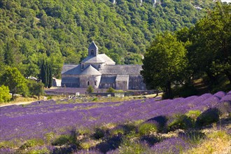 Blooming field of Lavender (Lavandula angustifolia) in front of Senanque Abbey