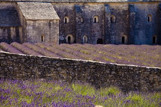Blooming field of Lavender (Lavandula angustifolia) in front of Senanque Abbey